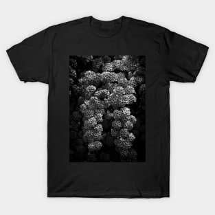 Backyard Flowers In Black And White 21 T-Shirt